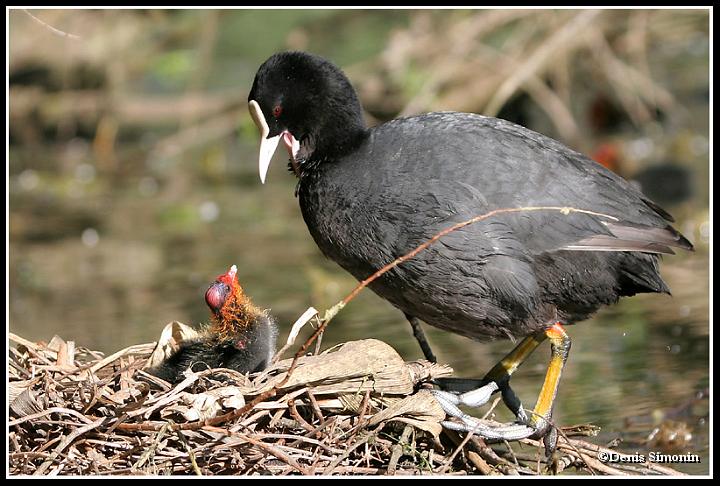 Foulque macroule et son poussin